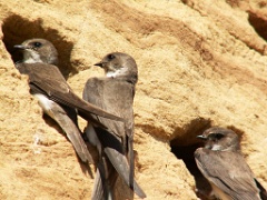 nest_with_bird_Riparia_riparia200508011358-2