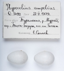 eggs_apart_Hypocolius_ampelinus201009291127