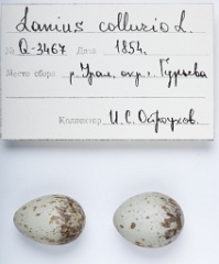 eggs_apart_Lanius_collurio201009281722