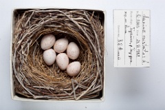 eggs_museum_Lanius_cristatus201009281829