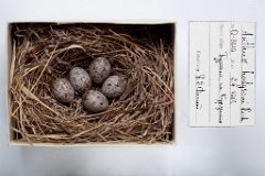 eggs_museum_Anthus_hodgsoni201009281209