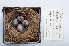 eggs_museum_Anthus_hodgsoni201009281212