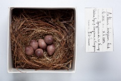 eggs_museum_Anthus_hodgsoni201009281215