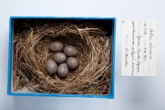 eggs_museum_Anthus_rubescens201009281359