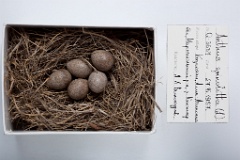 eggs_museum_Anthus_spinoletta201009281354