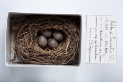 eggs_museum_Anthus_trivialis201009281121