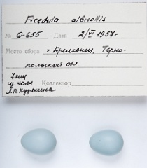 eggs_apart_Ficedula_albicollis201009301317-3