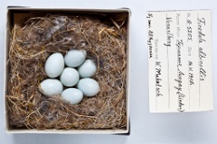 eggs_museum_Ficedula_albicollis201009301319-1