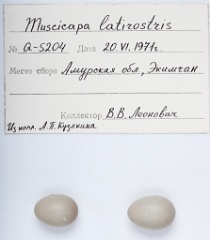 eggs_apart_Muscicapa_latirostris201009301322-1