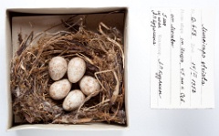 eggs_museum_Muscicapa_striata201009301303-1