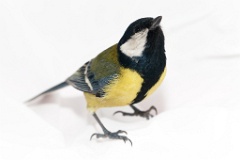 animal_isolated_Parus_major_2015_0104_1352