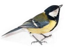 animal_isolated_Parus_major_2015_0104_1353-2