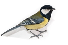 animal_isolated_Parus_major_2015_0104_1353