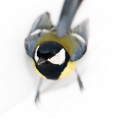 animal_isolated_Parus_major_2015_0104_1354