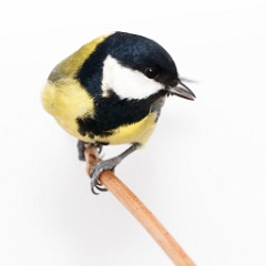 animal_isolated_Parus_major_2015_0107_1257-2