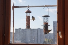 birds_feeding_Parus_major_2011_1022_1302