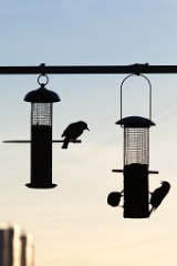 birds_feeding_Parus_major_2011_1022_1725-2