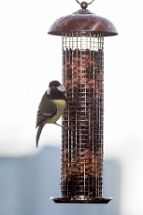 birds_feeding_Parus_major_2011_1030_1559