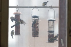 birds_feeding_Parus_major_2011_1204_1415