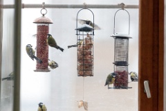 birds_feeding_Parus_major_2011_1204_1454