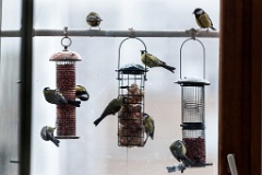 birds_feeding_Parus_major_2011_1204_1456-6