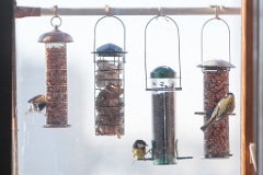 birds_feeding_Parus_major_2012_0129_1157