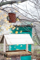 birds_feeding_Parus_major_2012_1106_1040