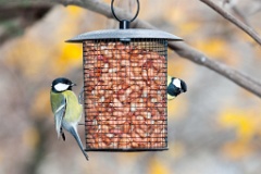 birds_feeding_Parus_major_2012_1106_1101