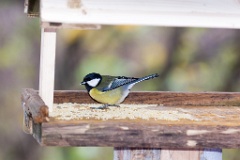 birds_feeding_Parus_major_2012_1106_1103