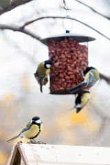 birds_feeding_Parus_major_2012_1106_1110-2