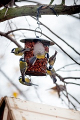 birds_feeding_Parus_major_2012_1106_1156