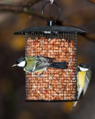 birds_feeding_Parus_major_2012_1106_1622