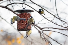 birds_feeding_Parus_major_2012_1107_1053