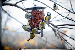birds_feeding_Parus_major_2012_1107_1056-4