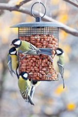 birds_feeding_Parus_major_2012_1107_1241