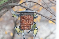 birds_feeding_Parus_major_2012_1107_1435