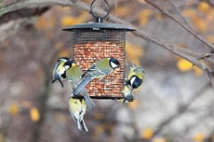 birds_feeding_Parus_major_2012_1107_1439-2