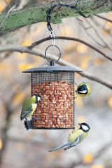 birds_feeding_Parus_major_2012_1107_1442