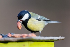 birds_feeding_Parus_major_2012_1111_1152