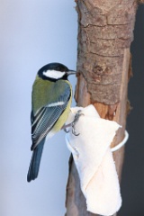 birds_feeding_Parus_major_2014_0125_1401