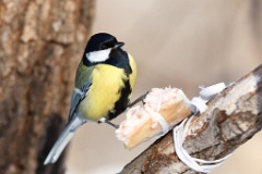 birds_feeding_Parus_major_2014_0126_1454-2