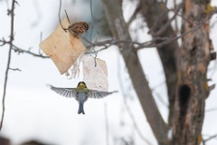 birds_feeding_Parus_major_2014_0202_1100