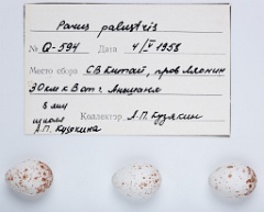 eggs_apart_Parus_palustris201010011637