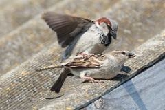 birds_breeding_Passer_domesticus_2012_0513_0914