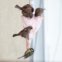 birds_feeding_Passer_domesticus_2014_0202_1058