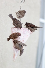 birds_feeding_Passer_domesticus_2014_0202_1100-2