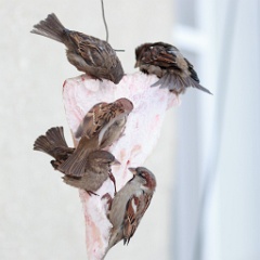 birds_feeding_Passer_domesticus_2014_0202_1100