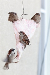 birds_feeding_Passer_domesticus_2014_0202_1101-2