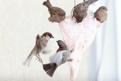birds_feeding_Passer_domesticus_2014_0202_1102