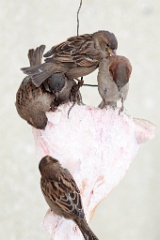 birds_feeding_Passer_domesticus_2014_0202_1104